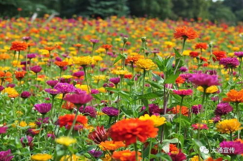 你來或不來,紫陌花海就在這里