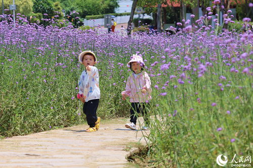 繁星點點 連片成海 廈門逾萬平方米柳葉馬鞭草迎來盛花期