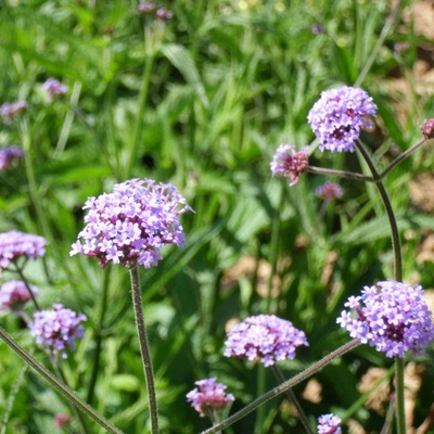 馬鞭草耐寒多少度