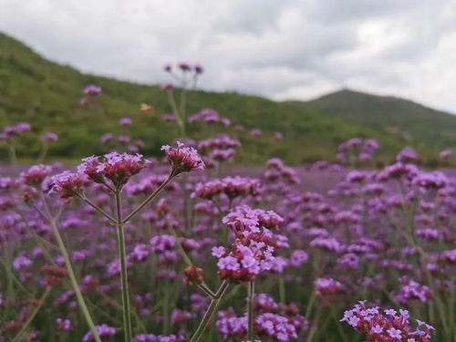 當季 興義烏沙花開美如畫