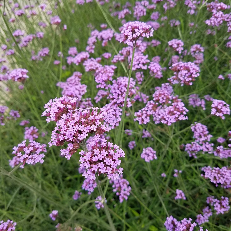 批發批發柳葉馬鞭草草本花卉種子馬鞭草種子園藝觀賞芳香花卉易種