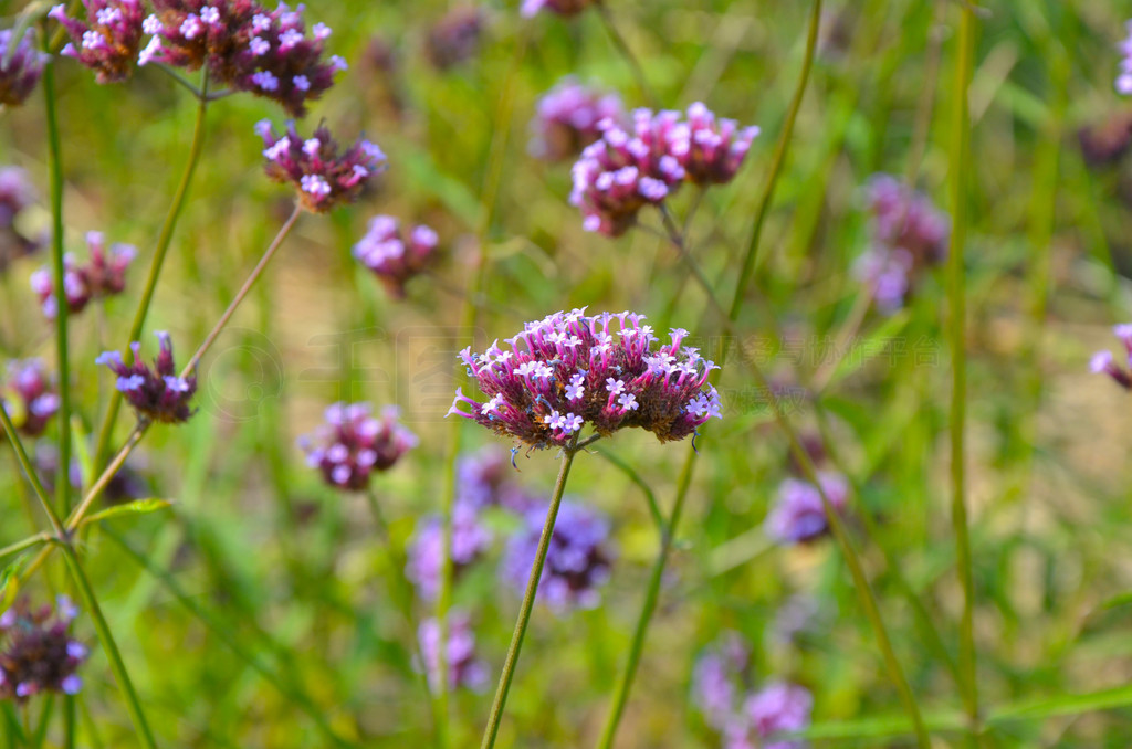 柳葉馬鞭草高清桌面背景