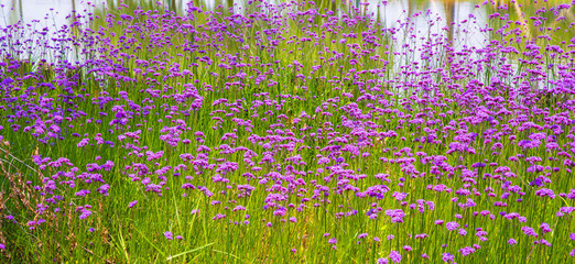 柳葉馬鞭草,紫色花海
