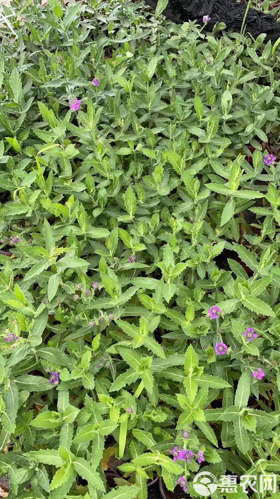 [馬鞭草批發]180柳葉馬鞭草價格2.8元/顆 - 惠農網