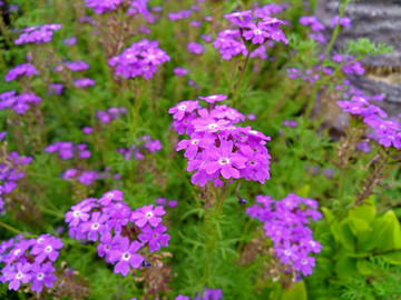 紫色柳葉馬鞭草花圃