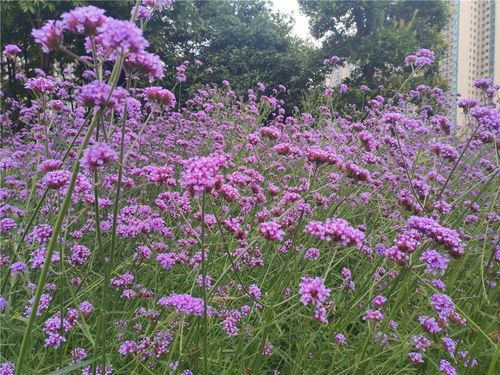 美麗吉安 柳葉馬鞭草嬌艷盛開