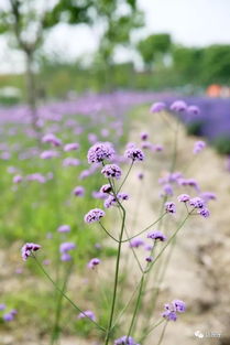 申城15萬㎡薰衣草田盛開 似藍紫色海洋