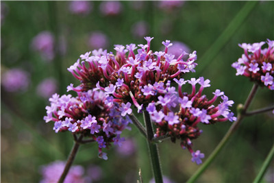 又見柳葉馬鞭草