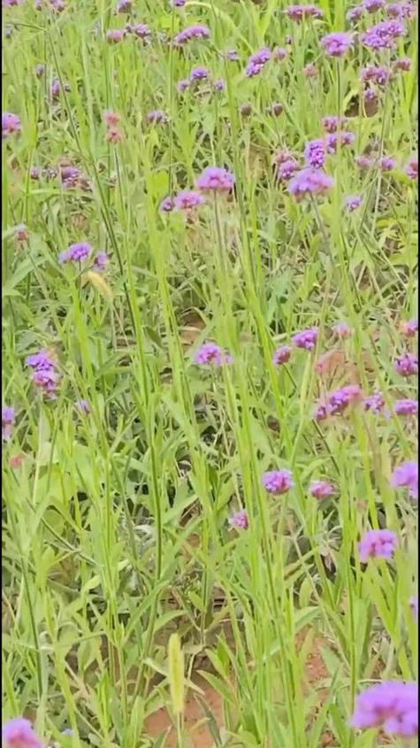 柳葉馬鞭草介紹與觀賞