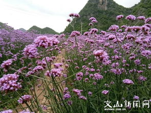 普者黑景區 馬鞭草盛開成紫色海洋