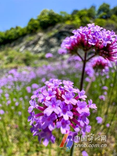 寧波景觀道路柳葉馬鞭草花開正盛，最佳觀賞期已至