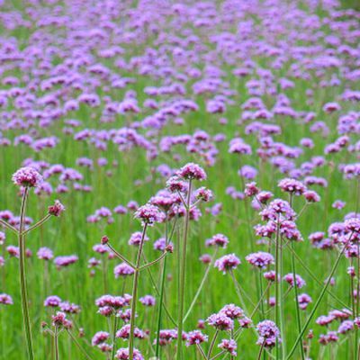 常年批發供應柳葉馬鞭草與柳葉馬鞭草苗，基地種植，量大優惠，適用于綠化工程