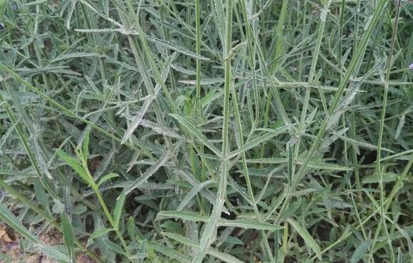 柳葉馬鞭草 盛夏最后的浪漫