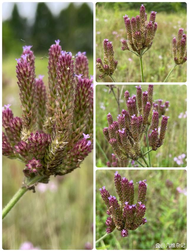 柳葉馬鞭草 形態特征與生態習性