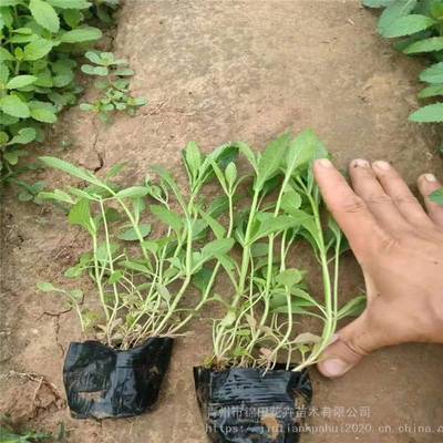 柳葉馬鞭草花苗批發 山東市場行情與價格解析