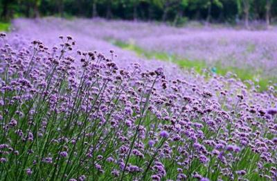 濰坊柳葉馬鞭草苗子基地——優質柳葉馬鞭草的專業培育與采購地