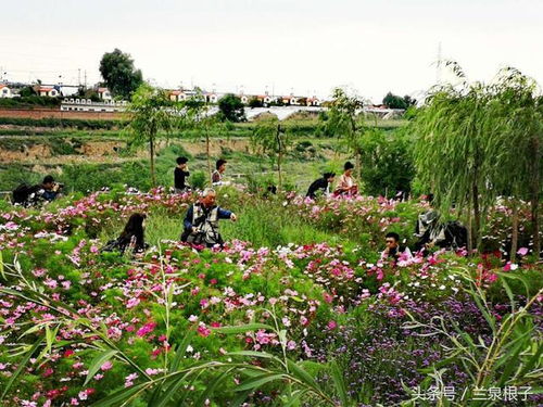 蘭州花語小鎮 柳葉馬鞭草初秋綻放 吸引市民駐足觀賞