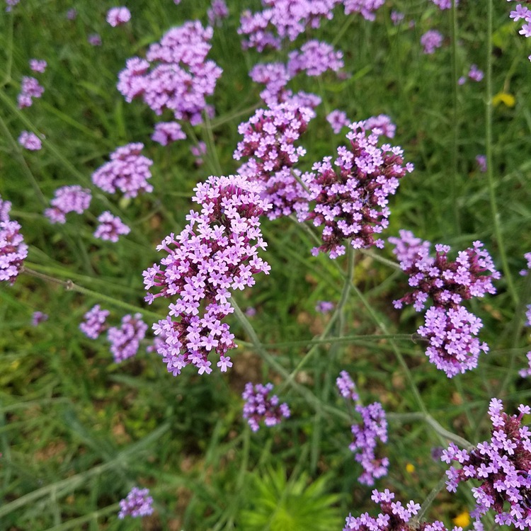 柳葉馬鞭草 芳香園藝觀賞花卉的栽培與價值