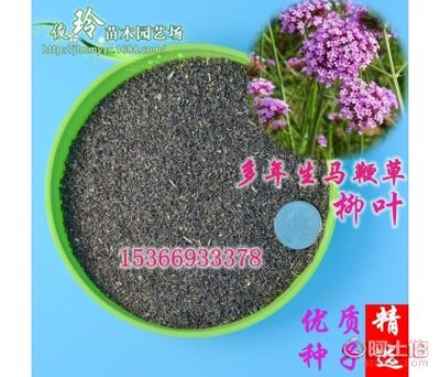 優質綠化種子推薦 柳葉馬鞭草與四季香草