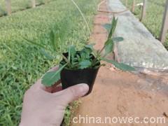 青州柳葉馬鞭草價格與山東馬鞭草基地介紹