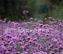 柳葉馬鞭草批發基地優質商家置頂推薦產品