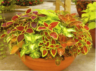 內蒙古柳葉馬鞭草種子批發 價格、供應與廠家信息