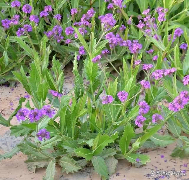 柳葉馬鞭草的姹紫嫣紅 精湛的栽培技術與呵護管理