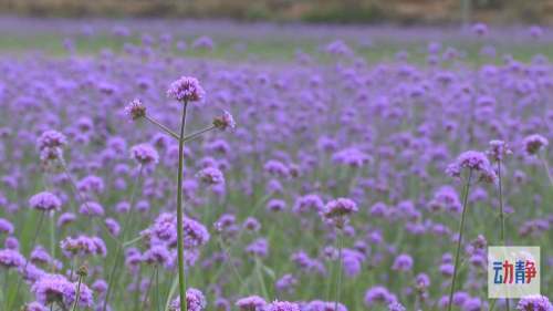 紫云輕舞 柳葉馬鞭草的盛夏邀約