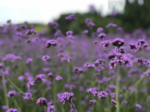 2020年春夏流行色之柳葉馬鞭草