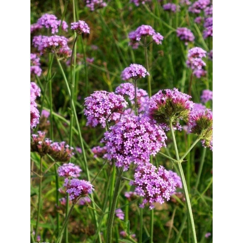 柳葉馬鞭草 四季易活的庭院綠化宿根花卉