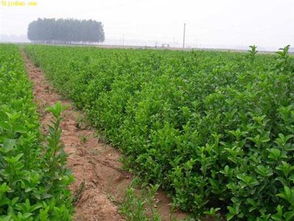 獨具特色的優質柳葉馬鞭草 供應商與采購指南