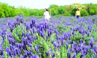 江浙滬7大薰衣草花海度假之旅 走進東方的普羅旺斯與柳葉馬鞭草