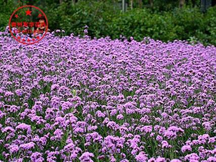 山東柳葉馬鞭草種植基地價格與批發指南