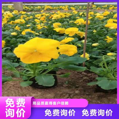 宿根花卉觀賞草 蒲葦、狼尾草與柳葉馬鞭草的品質之選