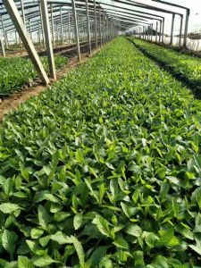 新疆和田柳葉馬鞭草生產商家 優質藥材的守護者