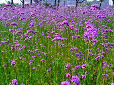 太出片！蕭山一農村媲美“普羅旺斯”，柳葉馬鞭草成網紅打卡地