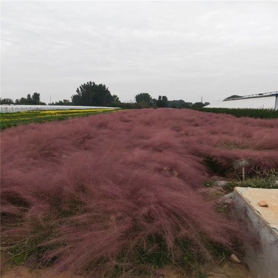 河北恒拓柳葉馬鞭草 性價比高的優質苗木選擇