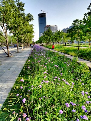 柳葉馬鞭草 形態特征、應用與栽培管理