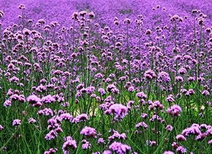 雙節樂游邯山香草湖 鮮花采摘與璀璨燈海共迎佳節
