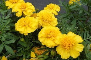 柳葉馬鞭草 環保新寵及其市場行情