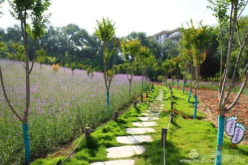 陜州公園10萬余棵柳葉馬鞭草競相綻放展芳華