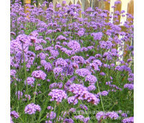 柳葉馬鞭草價格及優質商家推薦