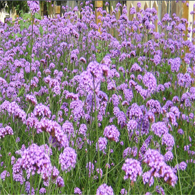 柳葉馬鞭草市場價格與濰坊貨源分析