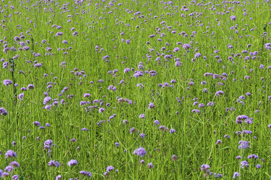 柳葉馬鞭草 美麗與功效兼具的草本植物