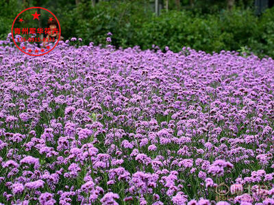 柳葉馬鞭草小苗批發指南