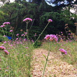 漫游上海植物園 邂逅優雅柳葉馬鞭草