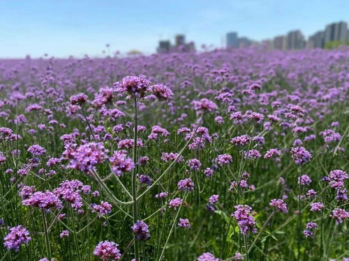 太美了！桐鄉賞花地圖來啦，柳葉馬鞭草正值盛花期