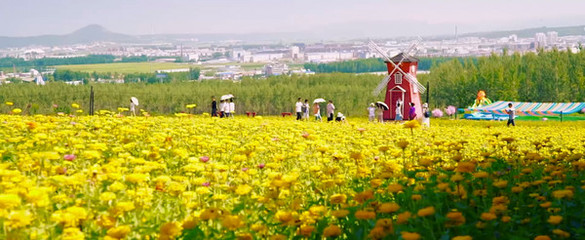 40萬平花的海洋金秋綻放，靜待您來——柳葉馬鞭草