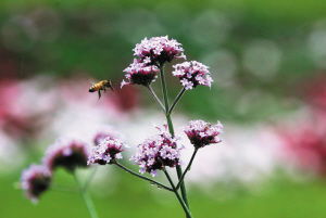 秋季紫色浪漫就在植物園 柳葉馬鞭草盛景