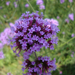 柳葉馬鞭草 自然界的紫色浪漫與實用價值